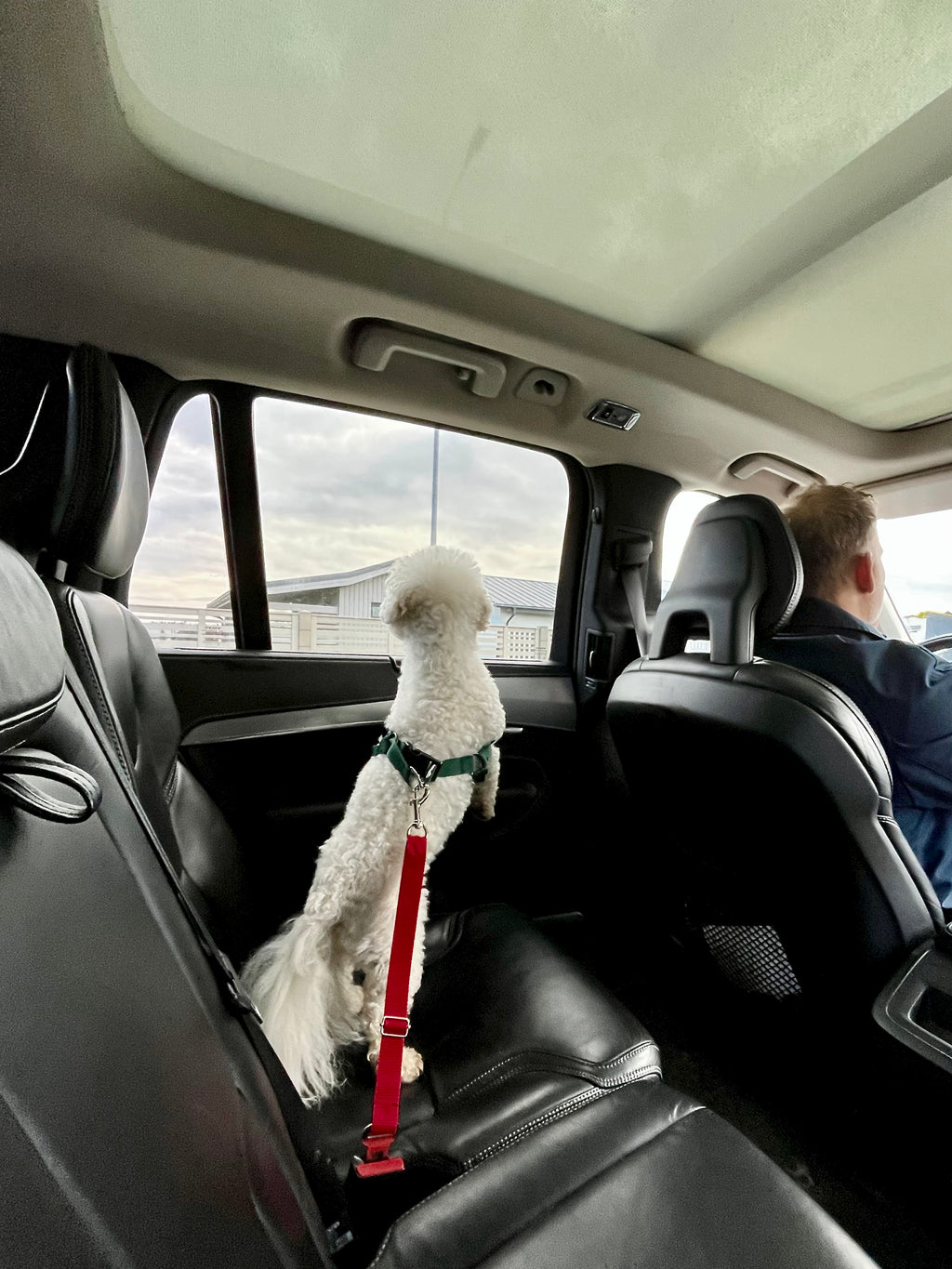 Mājdzīvnieku automašīnas drošības josta