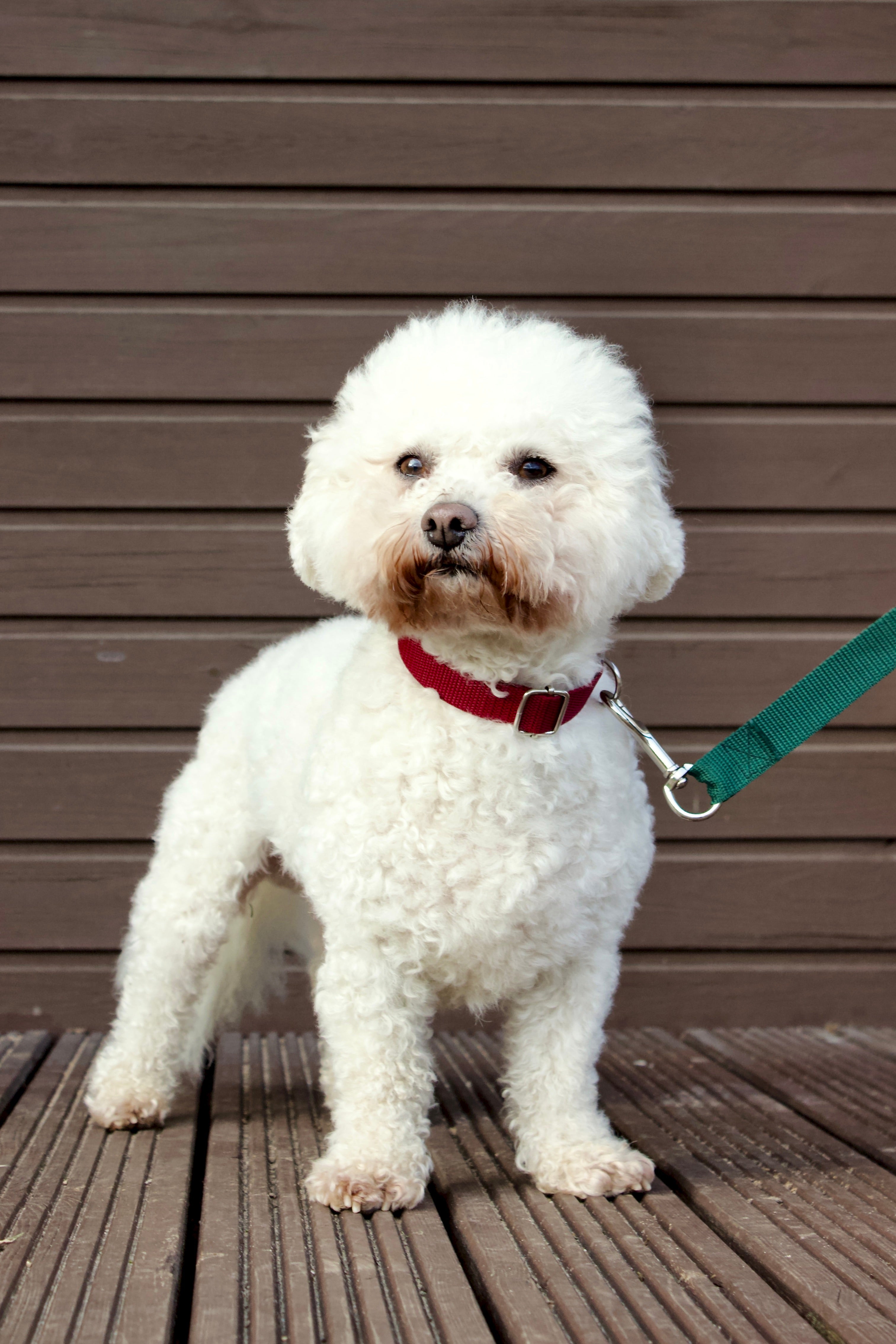 Klasiskās suņu kakla siksnas