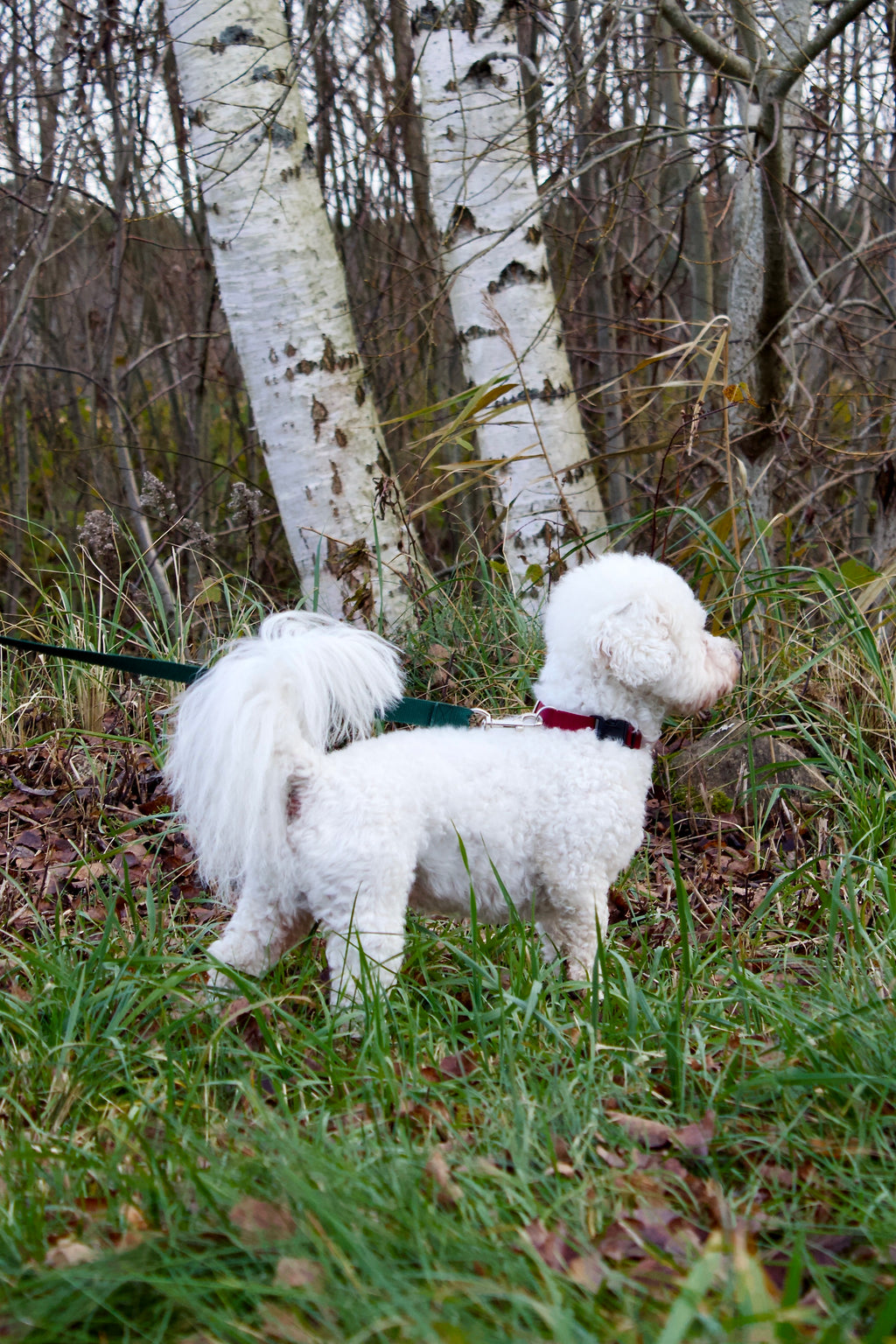 Klasiskās suņu kakla siksnas