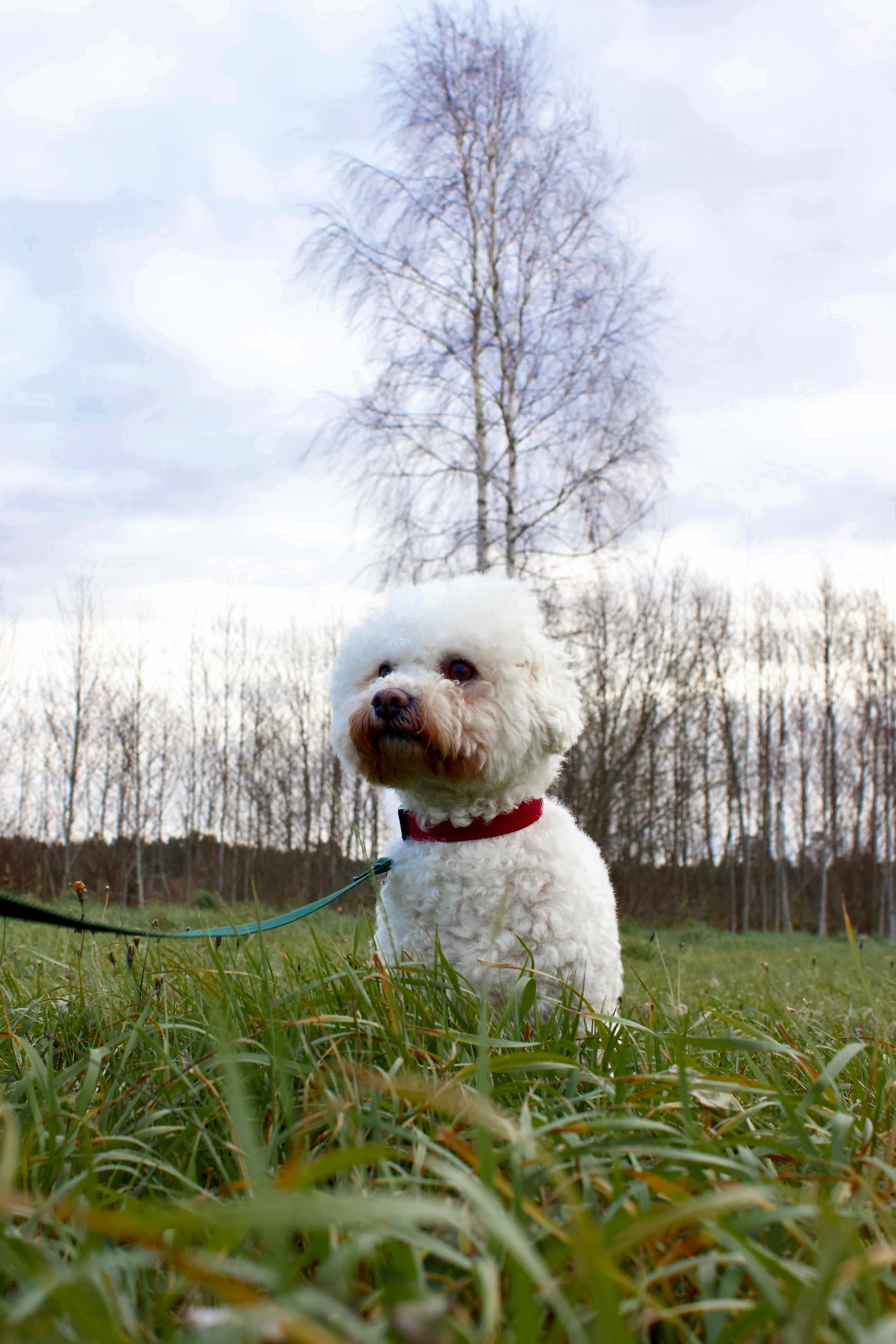 Klasiskās suņu kakla siksnas