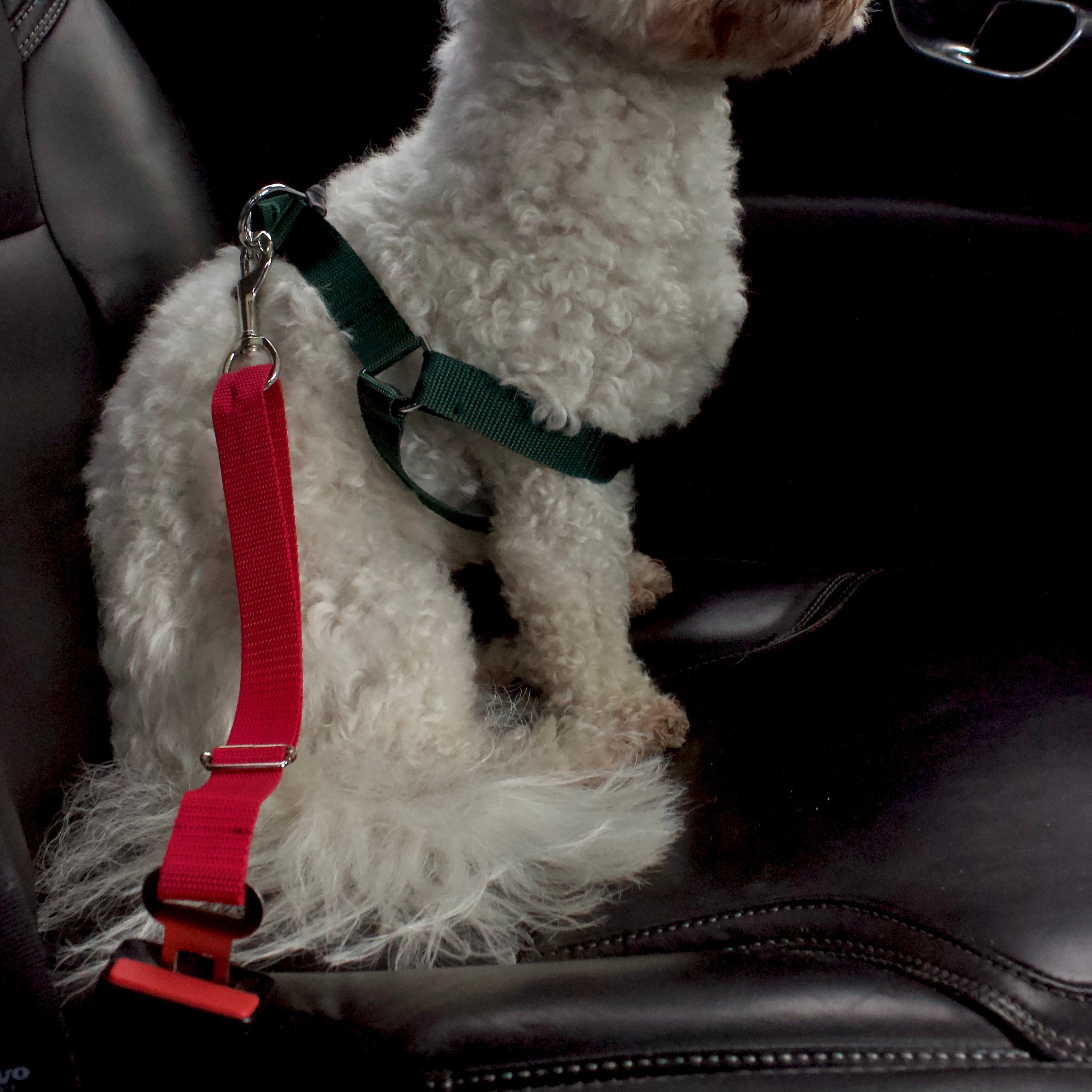 Mājdzīvnieku automašīnas drošības josta