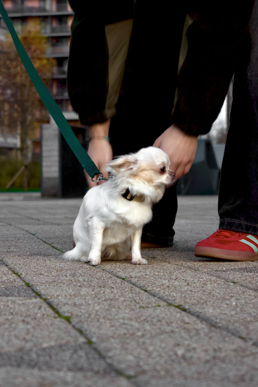 Klasiskās suņu kakla siksnas