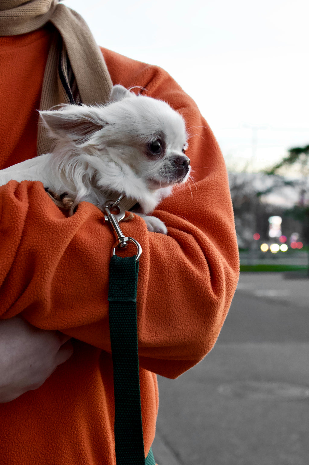 Klasiskās suņu kakla siksnas