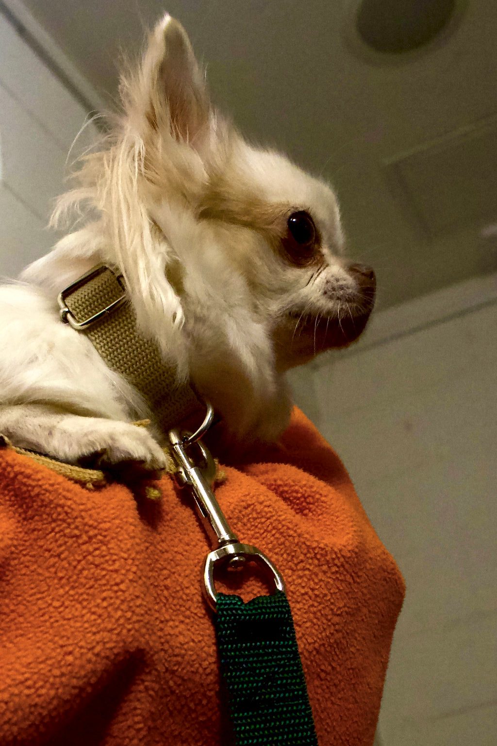 Klasiskās suņu kakla siksnas